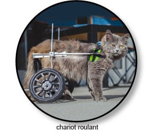 Arthrose Du Chat Symptome Traitement Conseils Veto En Photos Catedog