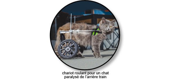 Luxation Chez Le Chat Symptome Traitement Conseil Veto Illustre Catedog