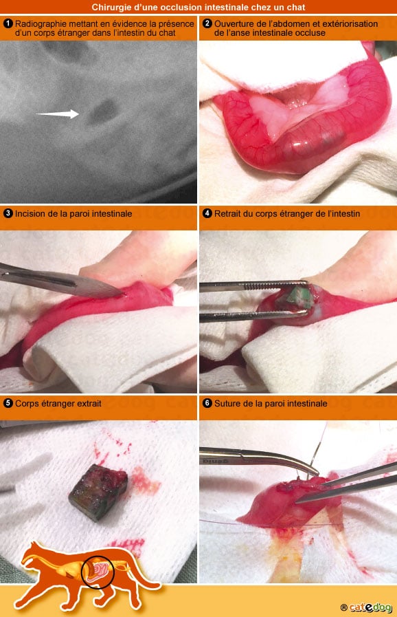 Traitement et chirurgie d'une occlusion intestinale chez le chat