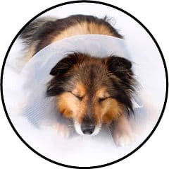 Collerette chez le chien après stérilisation, retrait d'un épillet dans l'œil ou conjonctivite