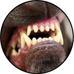 Dents jaunes chez le chien