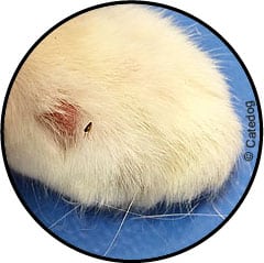 Dermatite chez le chat avec peau rouge