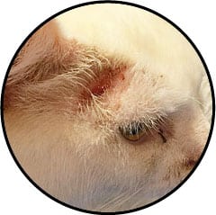 Dermatite chez le chat avec peau rouge