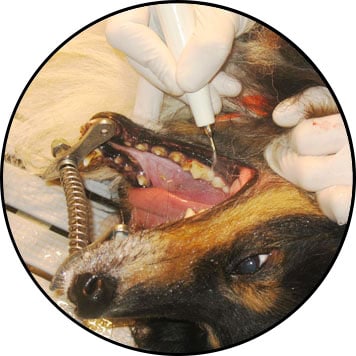 Détartrage des dents chez le chien et tartre dentaire