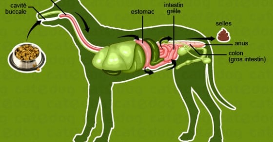 Soigner un chien qui a la diarrhée ou des selles glaireuses ...