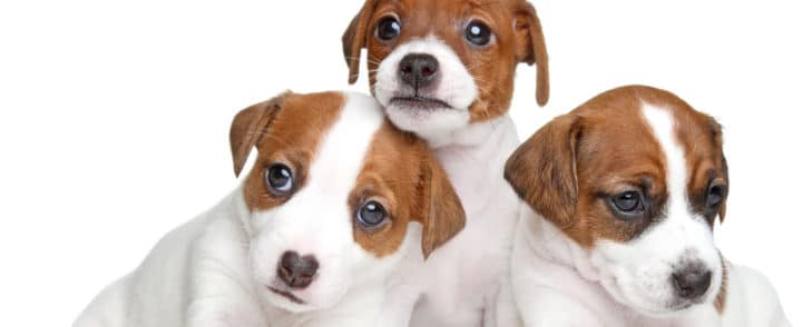 Éleveurs canins - Conseil véto illustré - Catedog