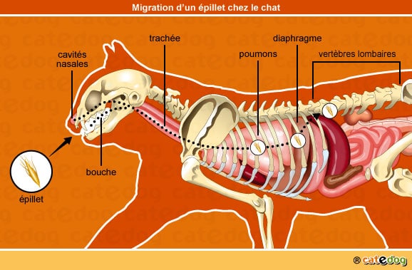 epillet-nez-poumon-diaphragme-vertebre-chat