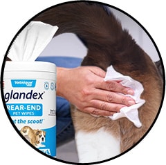 Lingettes Glandex pour les glandes anales du chat