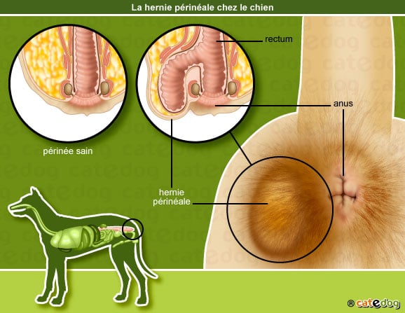 hernie-perineale-chien