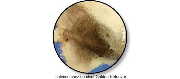 ichtyose-golden-retriever-peau