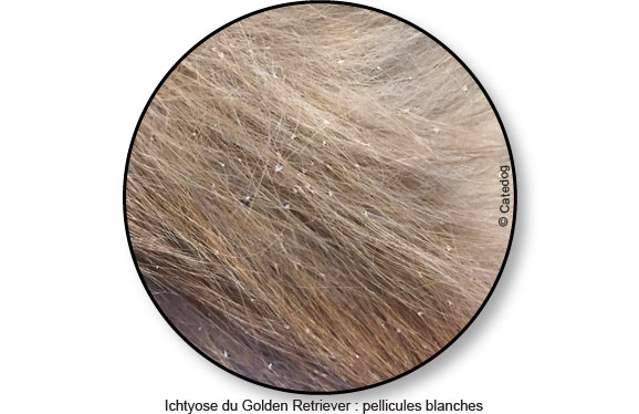 ichtyose-golden-retriever-pellicules-blanches-poils