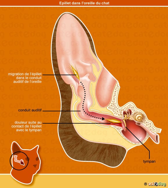 infection-epillet-oreille-chat