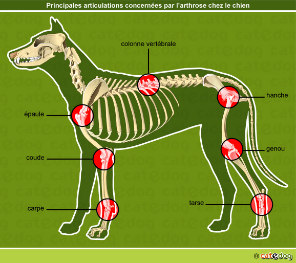 Localisation des articulations touchées par l'arthrose chez le chien
