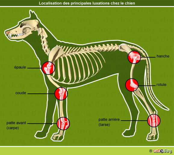 Luxation de la patte, la hanche, la rotule, le coude et l'épaule du chien