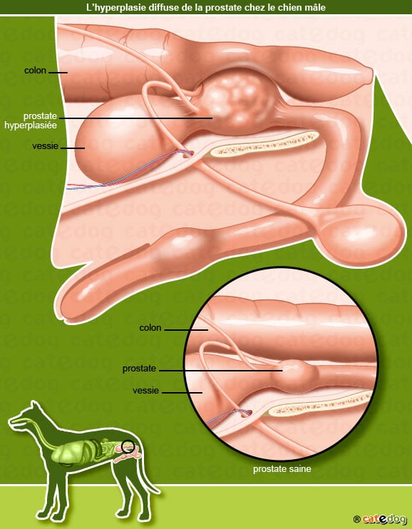 hypertrophie prostate chien symptomes