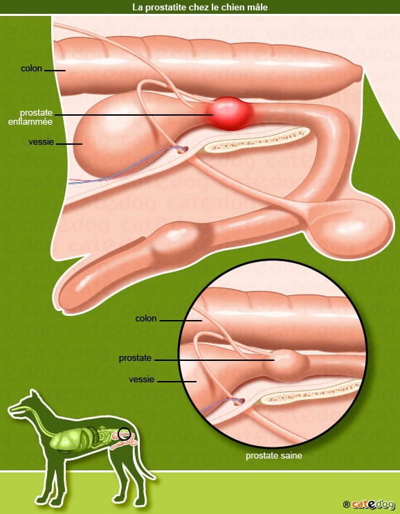 Maladies de la prostate chez le chien prostatite