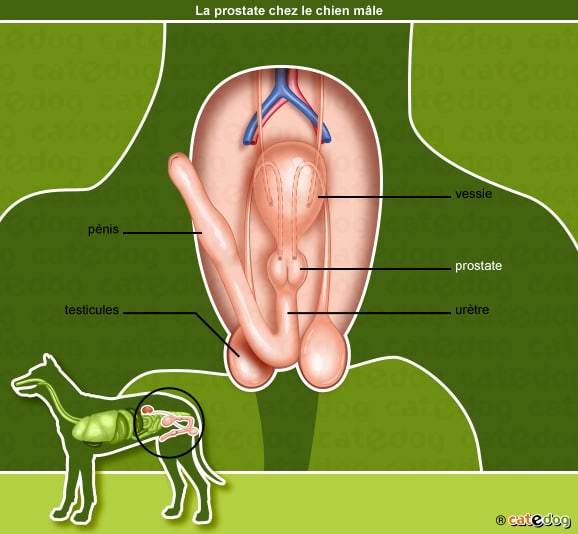 hypertrophie prostate chien symptomes