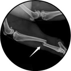 Mon chat boite - Radiographie d'une fracture chez un chat