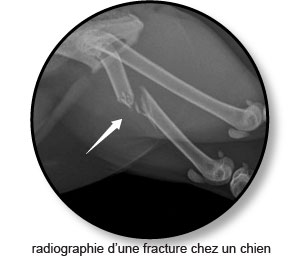 Mon chien boite - Radiographie d'une fracture
