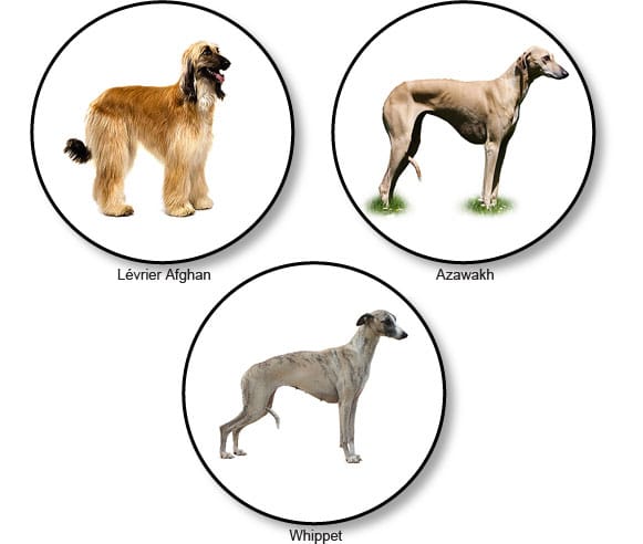 morphotypes-raciaux-chiens-graioides