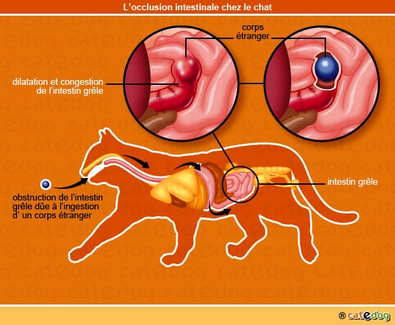occlusion-intestinale-intestin-grele-chat-catedog