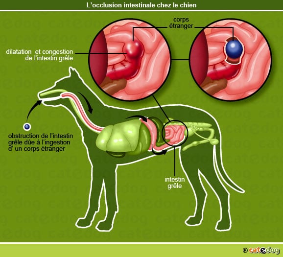 occlusion-intestinale-intestin-grele-chien-catedog