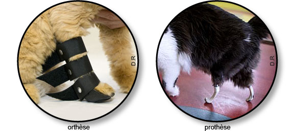 Arthrose Du Chat Symptome Traitement Conseils Veto En Photos Catedog