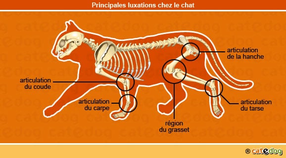 principales_luxations_chat