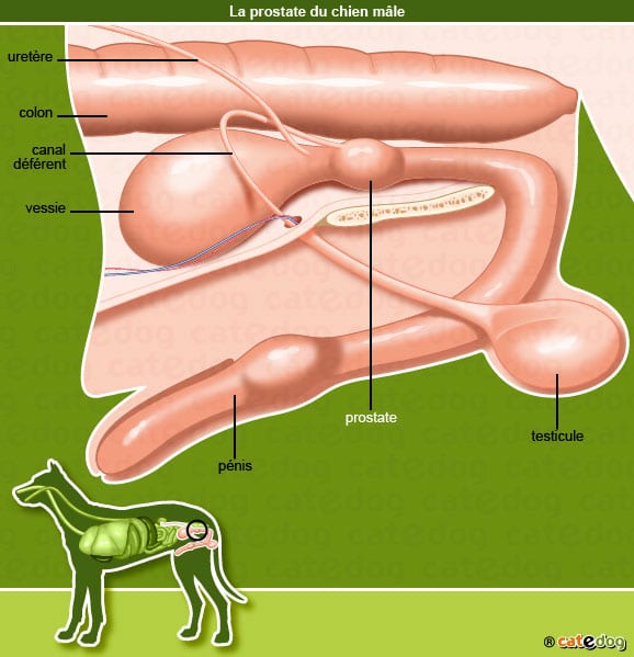 symptome probleme de prostate chez le chien