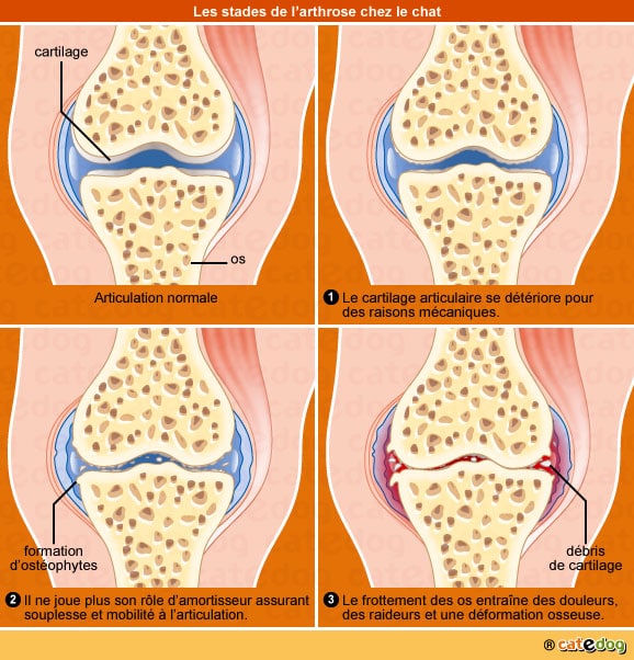 Arthrose Du Chat Symptome Traitement Conseil Veto Illustre Catedog
