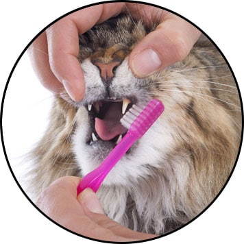 Brossage des dents chez le chat sujet au tartre