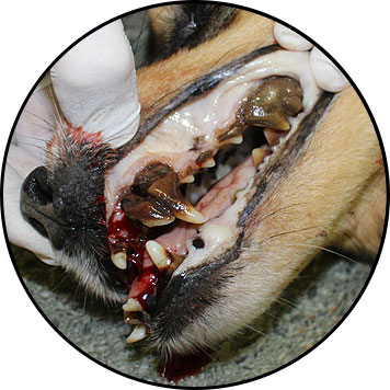 Tartre dentaire chez le chien et déchaussement des dents