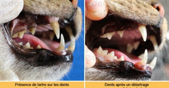 Tartre Et Detartrage Chez Le Chat Conseils Veto En Photos Catedog