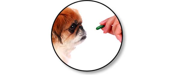 administrer_comprime_chien