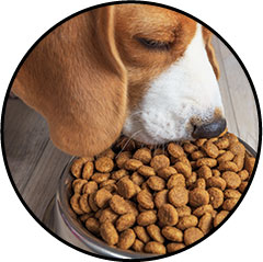 Alimentation et croquettes contre l'arthrose du chien