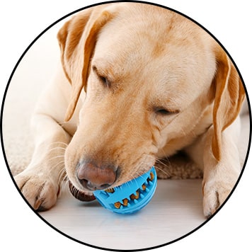 Balle dentaire à friandises pour chien