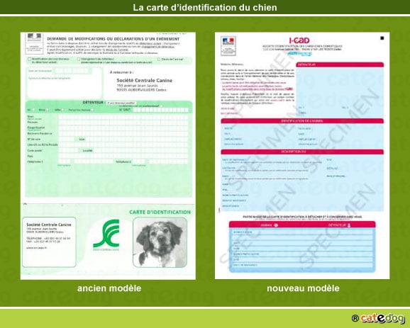 Identification Et Attestation De Cession Du Chien Conseil Veto Illustre Catedog