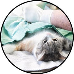 Castration ou stérilisation d'un chat mâle