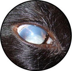 Cataracte et diabète du chat