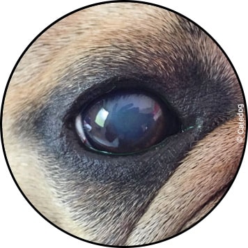 Cataracte de l'œil chez le chien