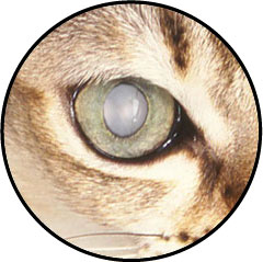 Cataracte du chat