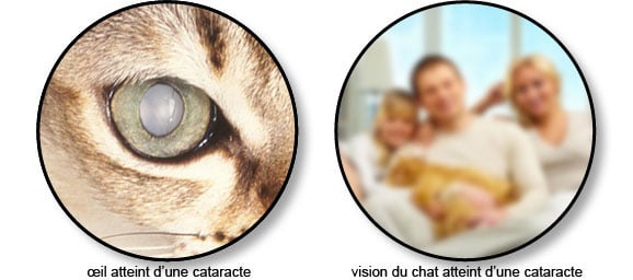 Cataracte Du Chat Symptome Traitement Conseil Veto Illustre Catedog