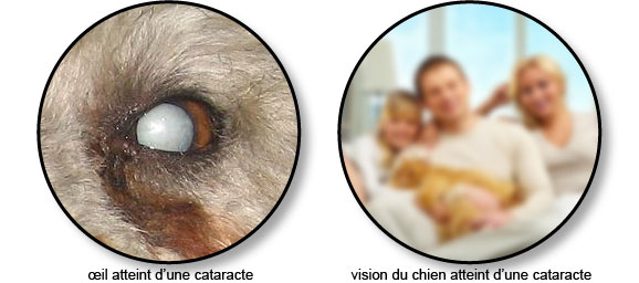 Cataracte Chez Le Chien Conseils Véto Illustrés Catedog