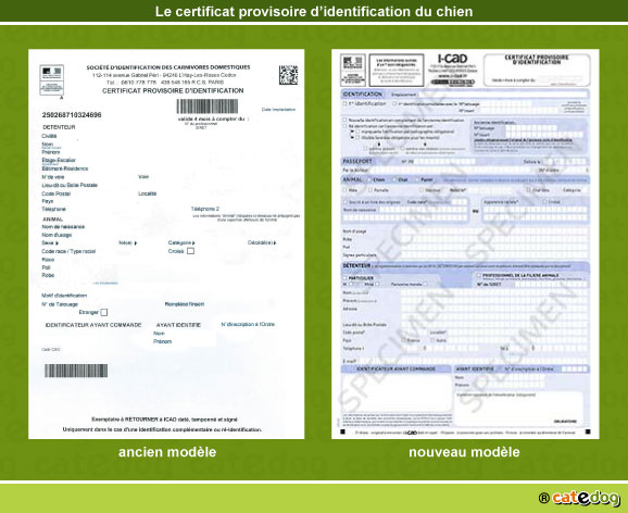 certificat-provisoire-identification-chien