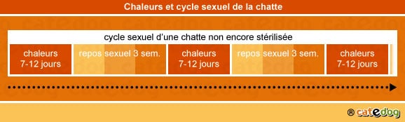 chaleurs-cycle-sexuel-sterilisation-chatte
