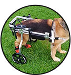 Chariot roulant pour chien avec de l'arthrose