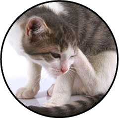 Chat se grattant l'oreille avec une otite