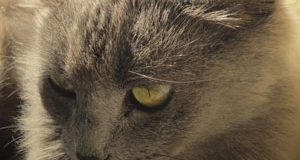 chat_age_vieux_comportement_©catedog