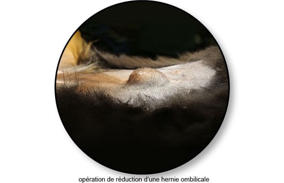 chirurgie-veterinaire-operation-hernie-ombilicale-chien