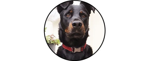 Collier en tissu avec clip pour chien